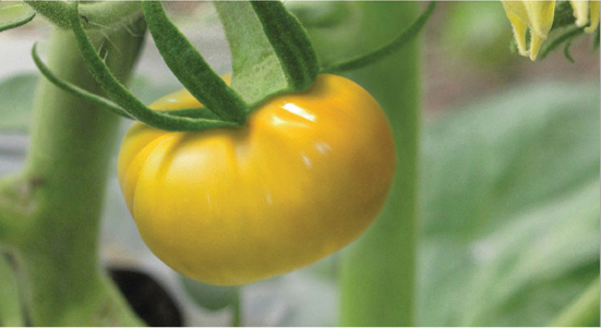 Crystal Tomato picture 2